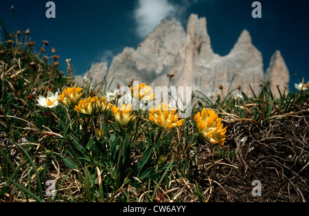 Niere Wicke (Anthyllis Vulneraria SSP. Alpestris), blühen vor Bergen Stockfoto