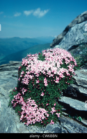 Moss Campion (Silene Acaulis), blühen im Spalt Stockfoto