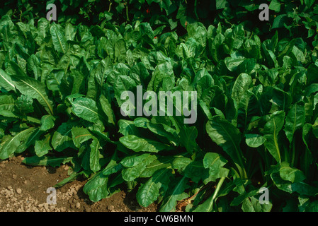 Witloof-Zichorie, belgische Endivie, Zichorie (Cichorium Intybus var. Foliosum) im Gemüsebeet Stockfoto