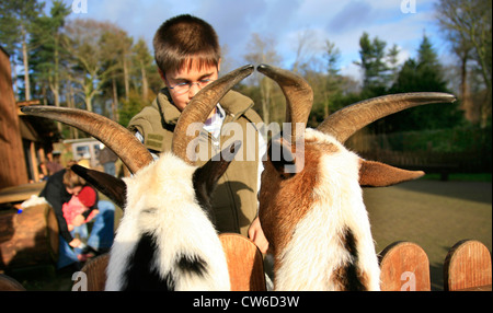 junge Ziegen im Streichelzoo füttern Stockfoto