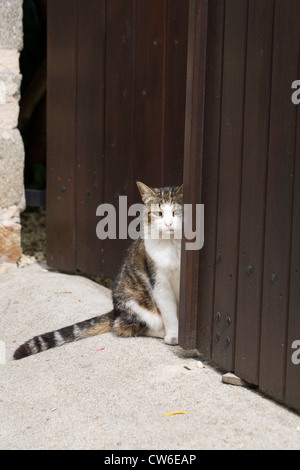 Felis Catus. Hauskatze in einem Gateway. Stockfoto