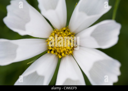 Cosmos Bipinnatus "Muscheln" Blume. Stockfoto