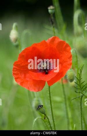 Papaver Rhoeas wächst in Grünland. Einzelne Mohn in einem Feld. Stockfoto