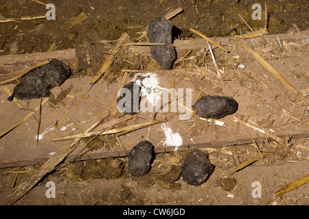 Schleiereule (Tyto Alba), pellets auf einem festen Boden, Deutschland Stockfoto