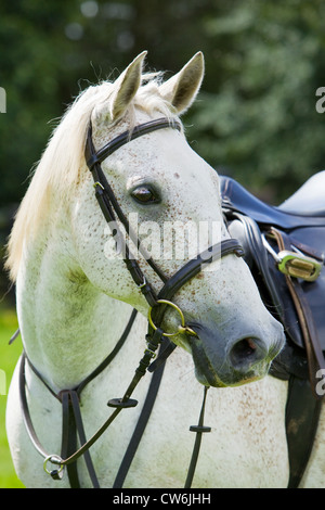 Ein Portrait eines Pferdes in der englischen Landschaft draußen Stockfoto