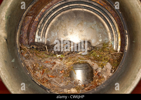 Spotted Flycatcher (Muscicapa Striata), Küken in eine alte Laterne an einem Haus, Deutschland Stockfoto