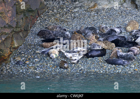 Graue Dichtungen, Halichoerus Grypus, holte am Strand für jährliche Mauser im Frühjahr, Ramsey Island, Pembrokeshire Nationalpark Wales Stockfoto