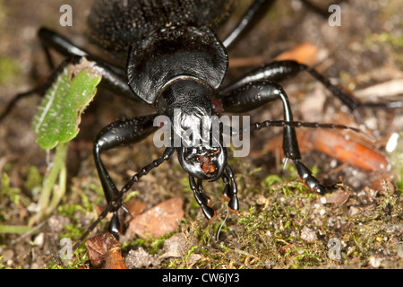 Lederschildkröten Boden Käfer (Carabus Coriaceus), Erwachsener, Deutschland Stockfoto