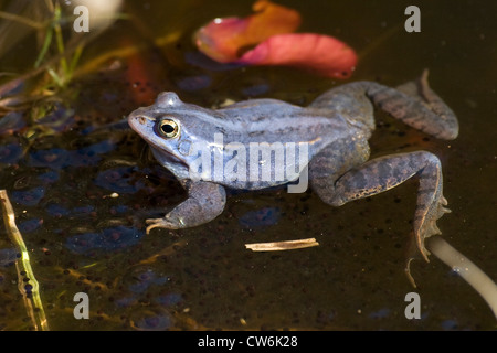 Moor-Frosch (Rana Arvalis), Männchen zur Paarungszeit farbig intensiv blauen sitzen auf Spawn Büschel, Deutschland Stockfoto