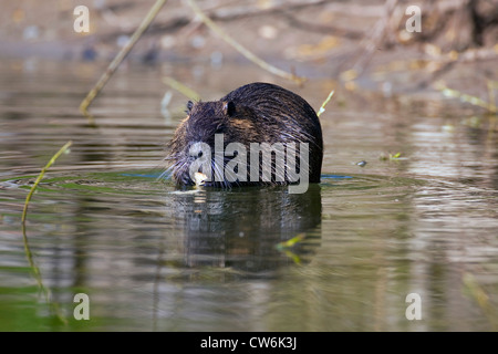 Nutrias, nagen Nutria (Biber brummeln), im flachen Wasser stehend an etwas, Deutschland Stockfoto