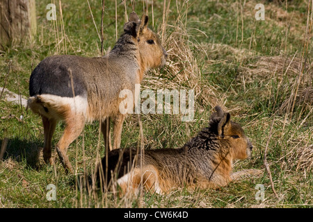 Patagonische Cavia (Dolichotis Patagonum), zwei Tiere auf einer Wiese Stockfoto