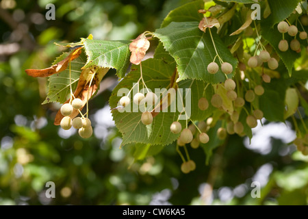 großblättrige Linde, Linde (Tilia Platyphyllos), Zweig mit Früchten, Deutschland Stockfoto