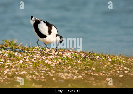 Trauerschnäpper Säbelschnäbler (Recurvirostra Avosetta), an den Eiern in einer Ufer Wiese bedeckt mit Muscheln, Niederlande, Texel Stockfoto