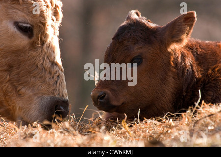 Hausrind (Bos Primigenius F. Taurus), Kuh mit Kalb, Deutschland, Nordrhein-Westfalen Stockfoto