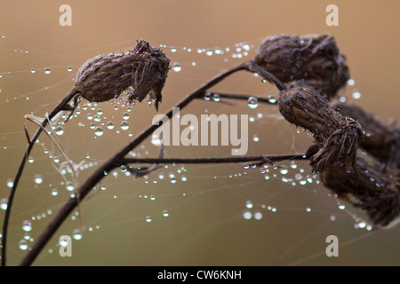 braune Flockenblume Tropfen braun durchleuchtet Flockenblume (Centaurea Jacea), verdorrte mit Spinnweben und Tau auf den trockenen Zweigen, Deutschland, Sachsen Stockfoto