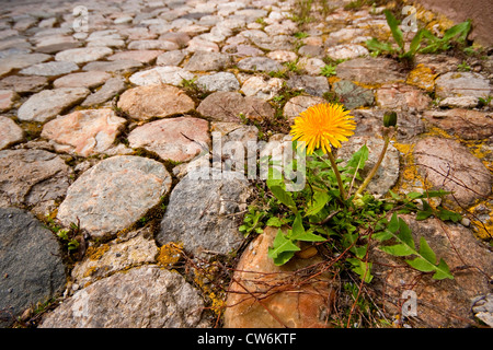 gemeinsamen Löwenzahn (Taraxacum Officinale) wächst auf einem Kiesel Stein Straße, Deutschland, Baden-Württemberg Stockfoto