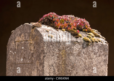 Hen-and-Chickens, Hauslauch, Hauswurz, gemeinsame Hauswurz (Sempervivum Tectorum), wachsen auf einem Poller zusammen mit Moosen, Deutschland, Baden-Württemberg Stockfoto