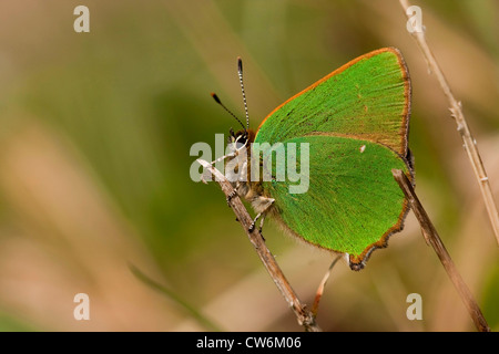 Grüner Zipfelfalter (Callophrys Rubi), ruhen, Deutschland, Baden-Württemberg, Kaiserstuhl Stockfoto