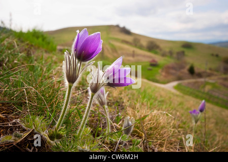 Kuhschelle (Pulsatilla Vulgaris) blüht in einer rauen Wiese, Deutschland, Baden-Württemberg, Badberg Stockfoto