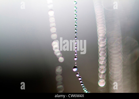 Wassertropfen zu einem Spinnennetz, Deutschland, Sachsen Stockfoto