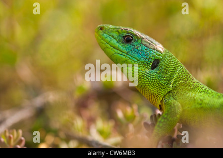 Östlichen grüne Eidechse, europäische grüne Eidechse, Smaragd Eidechse (Lacerta Viridis, Lacerta Viridis Viridis), Porträt, Deutschland, Baden-Württemberg, Kaiserstuhl Stockfoto