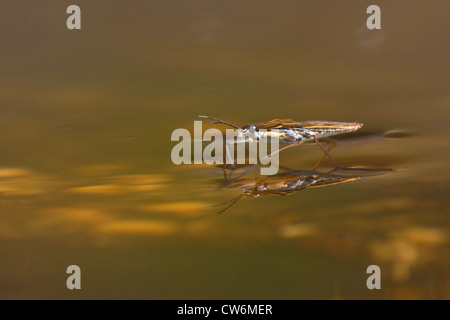 Teich-Skater, Wasser Strider Teich Skipper (Gerris Lacustris), einzelne individuelle zu Fuß über dem Wasser, Deutschland, Rheinland-Pfalz Stockfoto