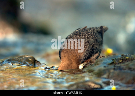 Wasseramseln (Cinclus Cinclus), stehen in einem Bach auf der Suche nach Beute mit Kopf unter Wasser, Deutschland, Rheinland-Pfalz Stockfoto