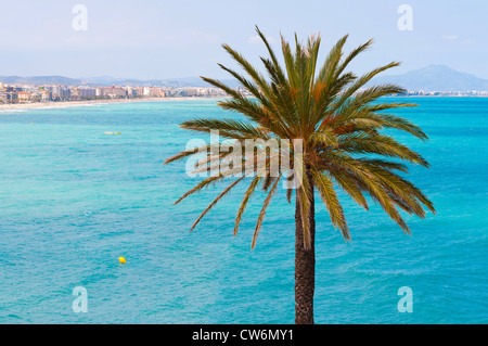 Palme auf einem schönen Meer Küste Hintergrund Stockfoto