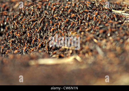 Waldameise (Formica Rufa), Ameisenhaufen, Deutschland, Nordrhein-Westfalen Stockfoto