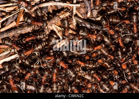 Waldameise (Formica Rufa), Ameisenhaufen, Deutschland, Nordrhein-Westfalen Stockfoto