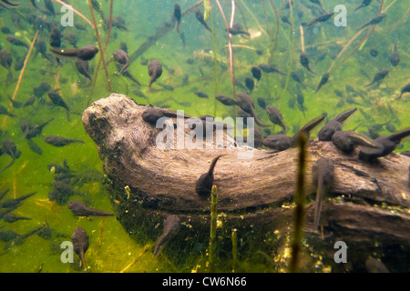 Europäischen gemeinsamen Kröte (Bufo Bufo), Kaulquappen in einem Teich an einem Stück von Totholz, Deutschland, Rheinland-Pfalz Stockfoto