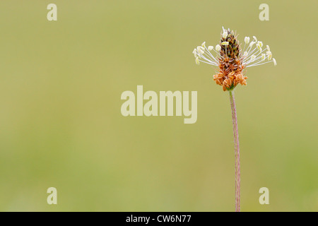 Buckhorn Wegerich, englische Wegerich, Spitzwegerich Spitzwegerich, Rippe Rasen, Welligkeit Grass (Plantago Lanceolata), blühen, Deutschland, Rheinland-Pfalz Stockfoto