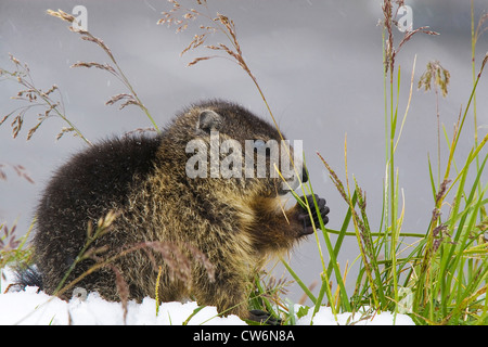 Alpine Murmeltier (Marmota Marmota), Fütterung auf dem Rasen, Österreich, NP Hohe Tauern, Großglockner