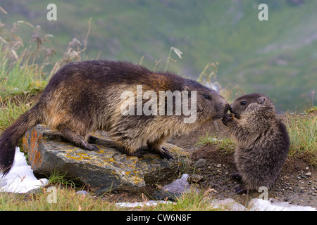 Alpine Murmeltier (Marmota Marmota), Erwachsene mit Welpen, Österreich, NP Hohe Tauern, Großglockner Stockfoto