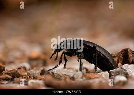 Wald-Boden-Käfer (Carabus Nemoralis), krabbeln über Steinchen, Deutschland, Rheinland-Pfalz Stockfoto