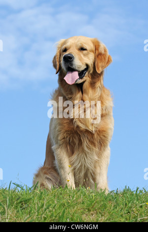 Golden Retriever (Canis Lupus F. Familiaris), Männlich, 3,5 Jahre alt, sitzt auf einer Wiese Stockfoto