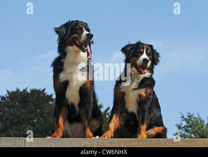 Berner Sennenhund (Canis Lupus F. Familiaris), zwei weibliche Personen sitzen nebeneinander auf einer Treppe Stockfoto