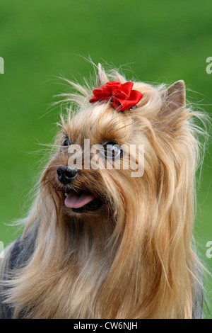 Yorkshire Terrier (Canis Lupus F. Familiaris), Weiblich, 9 Jahre alt, Portrait Stockfoto