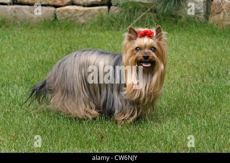 Yorkshire Terrier (Canis Lupus F. Familiaris), Weiblich, 9 Jahre alt, steht auf einer Wiese Stockfoto