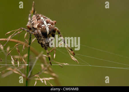 Kreuz Orbweaver, Europäische Kreuzspinne Kreuz Spinne (Araneus Diadematus), sitzen im Netz, Deutschland, Rheinland-Pfalz Stockfoto