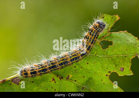 Buff-Tip Motte (Phalera Bucephala), Fütterung auf einem Eichenblatt, Deutschland, Rheinland-Pfalz Stockfoto