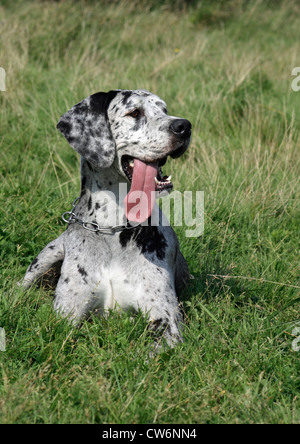 Deutsche Dogge (Canis Lupus F. Familiaris), auf einer Wiese liegend Stockfoto