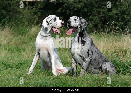 Deutsche Dogge (Canis Lupus F. Familiaris), zwei Doggen sitzen nebeneinander auf einer Wiese. Tiger Dane und weißen Dane Stockfoto