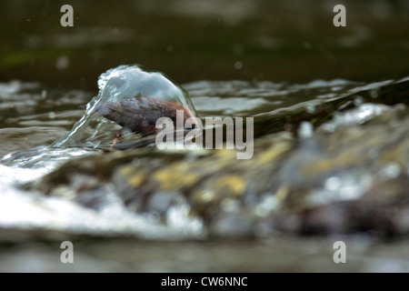 Wasseramseln (Cinclus Cinclus), stehen in einem Bach auf der Suche nach Beute mit Kopf unter Wasser, Deutschland, Rheinland-Pfalz Stockfoto