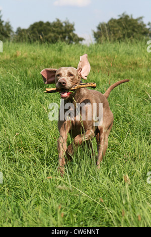 Weimaraner (Canis Lupus F. Familiaris), kurzhaarige Hund läuft über eine Wiese Stockfoto