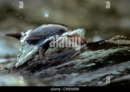 Wasseramseln (Cinclus Cinclus), stehen in einem Bach auf der Suche nach Beute mit Kopf unter Wasser, Deutschland, Rheinland-Pfalz Stockfoto