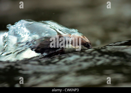 Wasseramseln (Cinclus Cinclus), stehen in einem Bach auf der Suche nach Beute mit Kopf unter Wasser, Deutschland, Rheinland-Pfalz Stockfoto