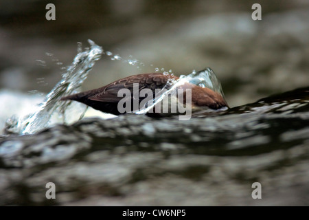 Wasseramseln (Cinclus Cinclus), stehen in einem Bach auf der Suche nach Beute mit Kopf unter Wasser, Deutschland, Rheinland-Pfalz Stockfoto