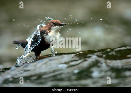 Wasseramseln (Cinclus Cinclus), stehen in einem Bach auf der Suche nach Essen, Deutschland, Rheinland-Pfalz Stockfoto