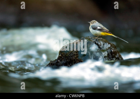 Gebirgsstelze (Motacilla Cinerea), auf einem Felsen in Bach, Deutschland, Rheinland-Pfalz Stockfoto